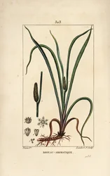 Kalmoes, Acorus calamus, met zaad, blad en wortel