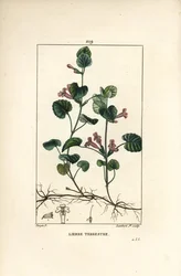 Aardklimop - Hondsdraf, Hedera terrestris. Handgekleurde gestippelde kopergravure door Lambert Junior naar een tekening van Pierre Jean-François Turpin uit „La Flore Médicale” van Chaumeton, Poiret en Chamberet, Parijs, Panckoucke