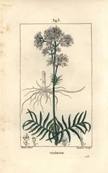 Valeriaan van de heuvels of valeriaan met kleine bladeren