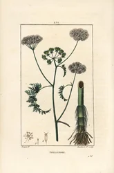 Waterdropwort of waterscheerling, Oenanthe aquatica, met bloem, blad, stengel en wortel
