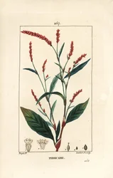 Waterpeper, Persicaria hydropiper (Polygonum hydropiper), met bloem, stengel en blad. Handgekleurde stipple kopergravure door Lambert Junior naar een tekening van Pierre Jean-Francois Turpin uit Chaumeton, Poiret en Chamberet
