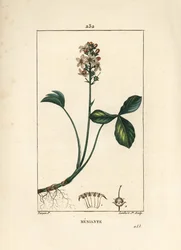 Waterklaver of menyanth waterklaver - Marsklaver, Menyanthes trifoliata. Handgekleurde stipple kopergravure door Lambert Junior naar een tekening van Pierre Jean-Francois Turpin uit Chaumeton, Poiret en Chamberet