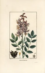 Witte dictamnus albus