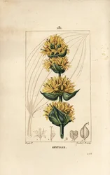 Gele gentiaan of grote gentiaan - Gentiaan, Gentiana lutea. Handgekleurde stipple kopergravure door Lambert Junior naar een tekening van Pierre Jean-Francois Turpin uit Chaumeton, Poiret en Chamberet