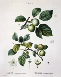Wilde appelmier - in "Nouveau Duhamel du Monceau ou traité des arbres et arbustes que le culture en France", figuren volgens tekeningen van P.J. Redouté en P. Bessa, Parijs