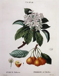 Poirier de Pollviller - in “Nouveau Duhamel du Monceau ou traité des arbres et arbustes que le culture en France”, figuren volgens de tekeningen van P.J. Redoute en P. Bessa, Parijs