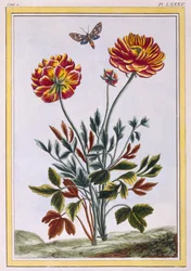 Een Verscheidenheid aan Dubbelbloemige Gele Papaver, ca. 1776