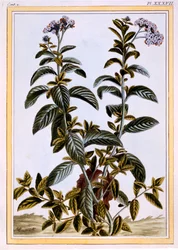 Heliotroop of kersenbloesem
