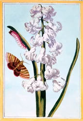 Hyacint