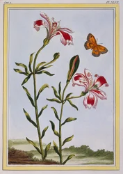 La Fleur Tachete des Incas (Peruaanse lelie), ca. 1766 (handgekleurde gravure)