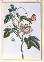 De grenadille of de maracot, uitgegeven 1776