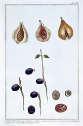 Nootmuskaat, ca. 1751-1807