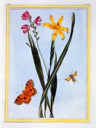 Zuid-Amerikaanse Ixia, pub. 1776