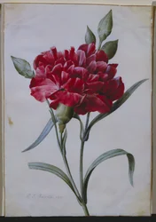 Een Donkerrode Anjer, 1822