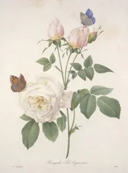 Bengale Thé hyménée, uit Choix Des Plus Belle Fleurs et des Plus Beaux Fruits, 1827