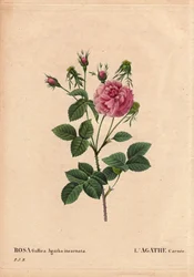 Botanische plaat, bloem, roos variëteit: Agathe carnee (Rosa gallica agatha incarnata). Onbekende oorsprong, hybride soort van Rosa Gallica Damask. In 