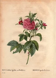 Botanische plaat, bloem, rozenvariëteit: Roos Agathe Prolifere (Rosa Gallica Agatha Prolifera). In 