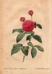 Botanische plaat, bloem, roos variëteit: Het kind van Frankrijk (Rosa gallica agatha var. delphiniana)