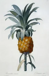 Bromelia Ananas (handgekleurde gravure)