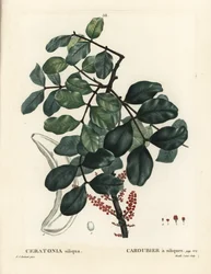 Johannesbroodboom of carob, Ceratonia siliqua. Handgekleurde stipple gravure door Mixelle l