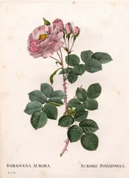 Celeste roos, Rosa alba variëteit, Rose Aurore Poniatowska