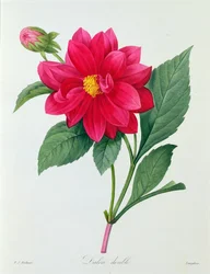 Dahlia Double