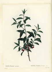 Dahoon hulst of cassina, Ilex cassine. Handgekleurde stipple gravure door Coqueret naar een illustratie van Pierre-Joseph Redoute uit Henri Louis Duhamel du Moncel