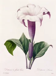 Dature Laevis (gekleurde gravure)