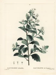 Oosterse baccharis, grondselstruik, zeemirte of zoutstruik, Baccharis halimifolia. Handgekleurde stipple gravure door Miss Brenet naar een illustratie van Pierre-Joseph Redoute uit Henri Louis Duhamel du Moncel