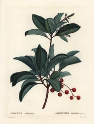 Griekse aardbeiboom