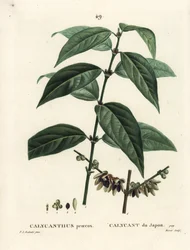 Japanse allspice, Chimonanthus praecox