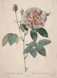 De rozen: Rosa Gallica