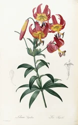 Lilium Superbum