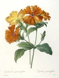 Lychnide a grandes fleurs, Lychnus grandiflora, uit Choix Des Plus Belle Fleurs et des Plus Beaux Fruits, 1827