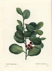 Madeira hulst, Ilex perado (Hulst van Madeira, Ilex maderiensis). Handgekleurde stipple gravure door Casenave naar een illustratie van Pierre-Joseph Redoute uit Henri Louis Duhamel du Monceau