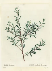 Myrtehulst