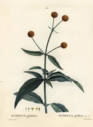 Oranje-bal-boom, Buddleja globosa