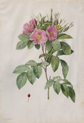Weideroos (Rosa Carolina Corymbosa)