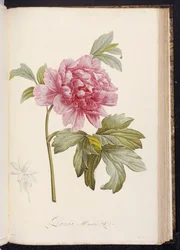 Pioenroos, uit "Beschrijving van Zeldzame en Gecultiveerde Planten in Malmaison en Navarre" door Aime Bonpland, 1812-14