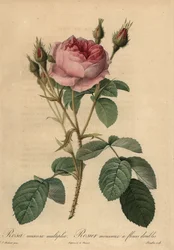 Roze mosroos, Rosa centifolia f. muscosa