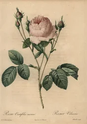 Roze roos, Rosa centifolia carnea