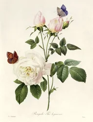 Rosa: Bengale de Hymenes, uit 