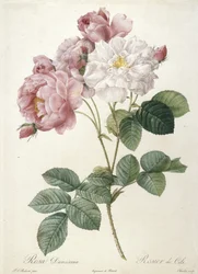 Rosa Damascena, Rosier de Cels, uit Les Roses, 1817-24 (handgekleurde stipple gravure)