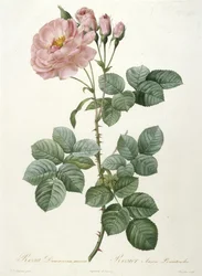 Rosa Damascena aurora, Rosier Aurore Poniatowska, uit La Couronne Des Roses, 1817-1824 (handgekleurde stipple gravure)