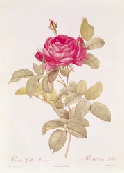 Rosa Gallica Pontiana, uit 