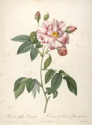 Rosa Gallica Versicolor, Rosier de France a fleurs panachees, uit Les Roses, 1817-24