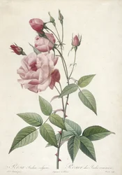 Rosa Indica vulgaris, Rosier des Indes commun, uit Les Roses, 1817-24 (handgekleurde stipple gravure)