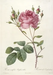 Rosa centifolia Anglica rubra, Rosier de Cumberland, uit Les Roses, 1817-24 (handgekleurde stipple gravure)