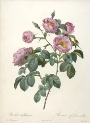 Rosa mollissima, Rosier a feuilles molles, uit Les Roses, 1817-24 (handgekleurde stipple gravure)