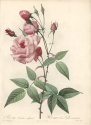 Rose Bengal Rose - Ets van Bessin, gebaseerd op een illustratie van Pierre Joseph Redoute (1759-1840), uit Les Roses